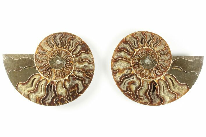 5.3" Cut & Polished, Agatized Ammonite Fossil - Madagascar